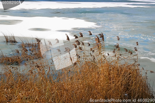 Image of Dread reed plants on the frozen lake