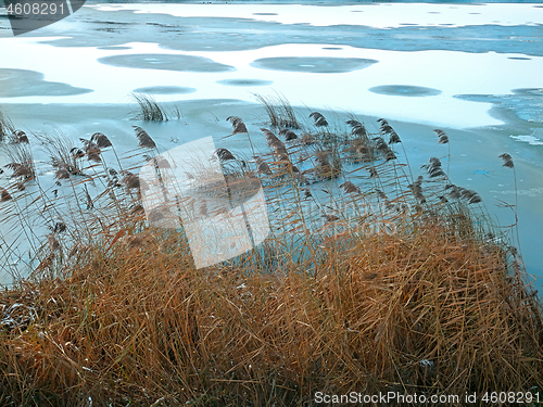 Image of Reed plants on the frozen lake