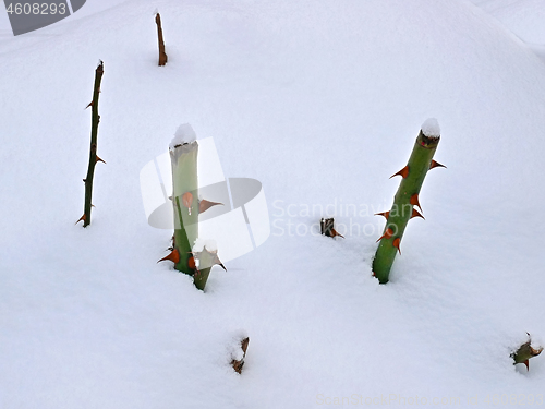 Image of Cropped stems of roses in snow