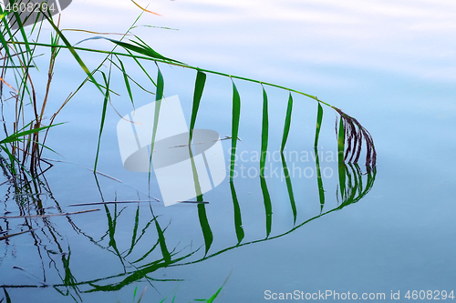 Image of Tilted reed plant reflected in calm water surface