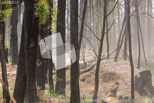 Image of Bush regeneration in the aftermath of bush fires