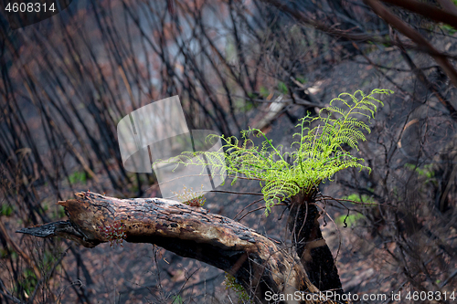 Image of A tree fern flourishes after bush ires in Australia