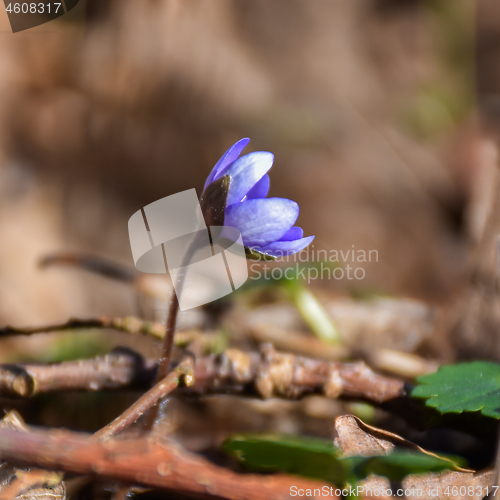 Image of Sunlit Hepatica flower