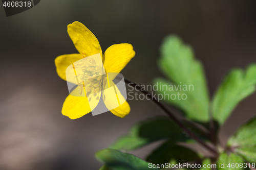 Image of Beautiful Yellow Anomone flower