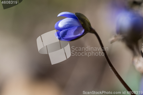 Image of New Blue Anemone flower