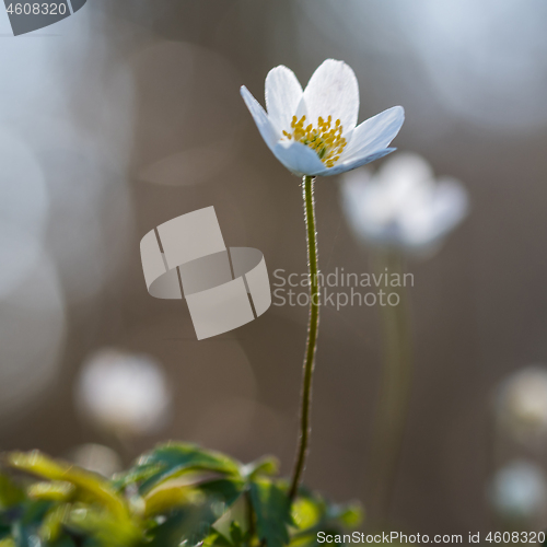 Image of Blossom Wood Anemone close up