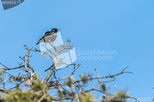 Image of Starling in the top of a tree