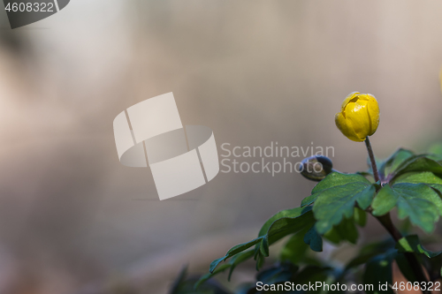 Image of Yellow Wood Anemone buds