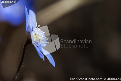 Image of Hepatica flower head close up