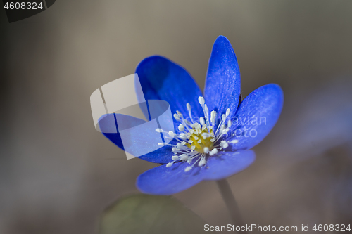 Image of Blue Anemone close up