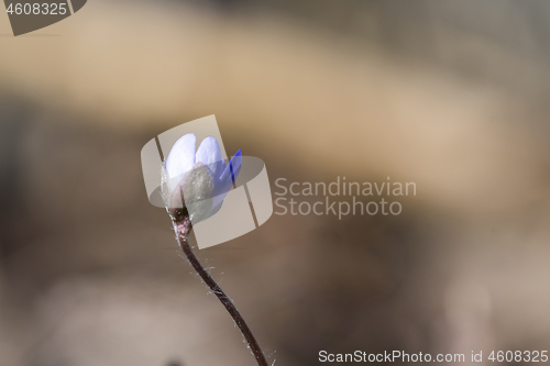 Image of Blue Anemone bud close up