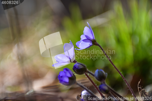 Image of Backlit Blue Anemones turns to the sun