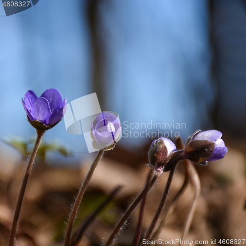 Image of Blue Anemones just starting to bloom