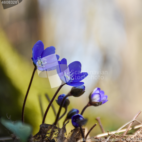 Image of Blue Hepatica flowers just started to bloom