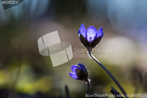 Image of Blue Anemones in backlight