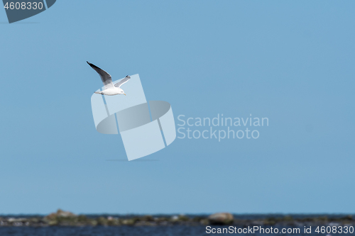 Image of Seagull flying along the coastline