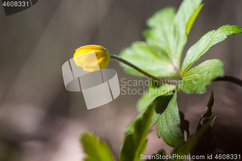 Image of Yellow Anemone bud close up