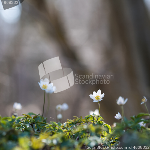 Image of Focus on one blossom windflower 