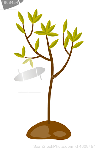 Image of Tree growing in the soil vector illustration.