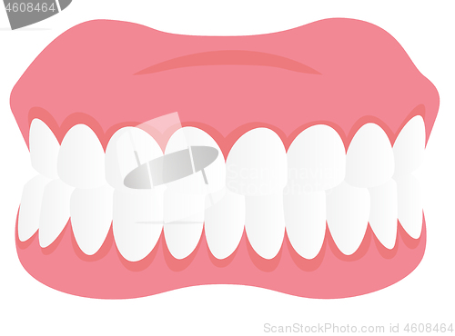 Image of Dental jaw model vector cartoon illustration.