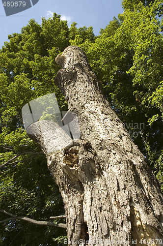 Image of Dead tree