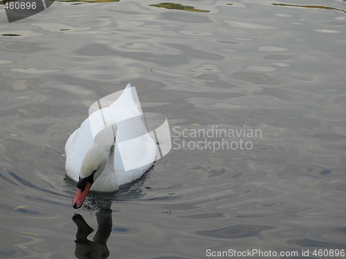 Image of white swan on a lake
