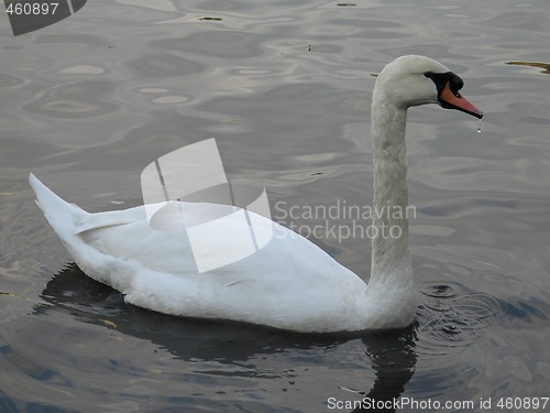 Image of white swan on a lake