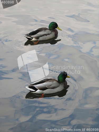 Image of male ducks on a lake