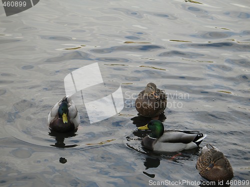 Image of ducks on a lake