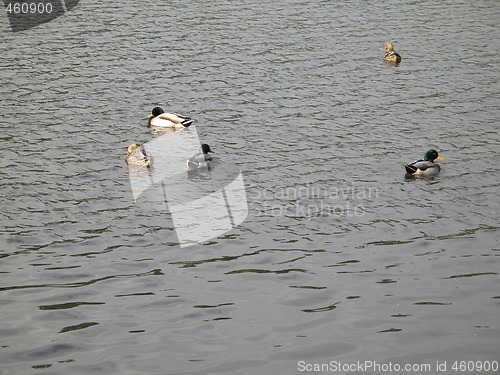 Image of duck family on a lake