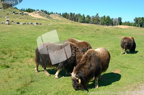 Image of Musk oxen (Ovibos moschatus)