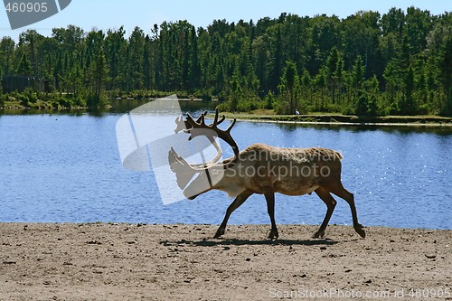 Image of Woodland caribou