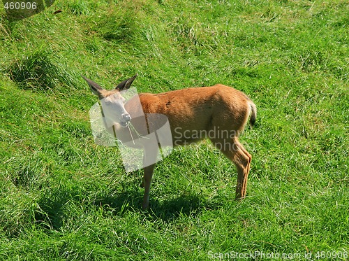 Image of White-tailed deer eating grass