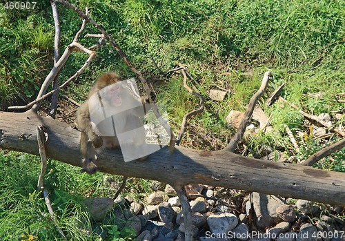 Image of Japanese macaque on a dry tree