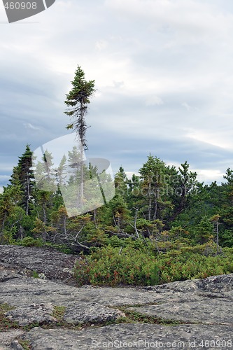 Image of Northern coniferous forest
