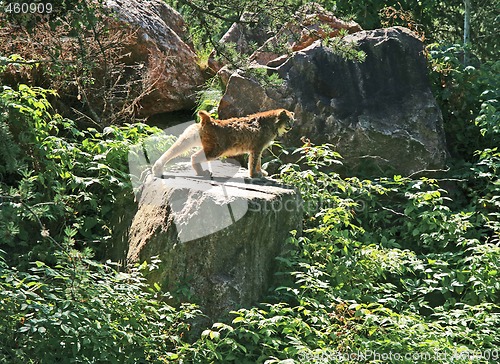 Image of Lynx stretching on a rock