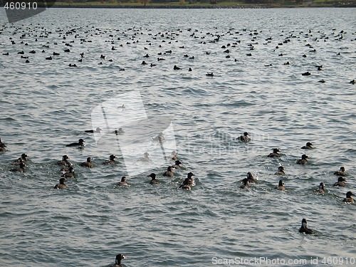 Image of crowd of wild ducks on the ocean