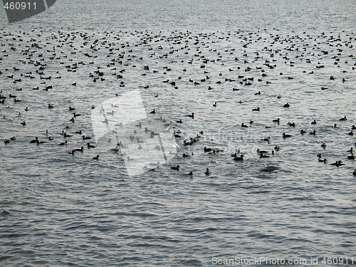 Image of crowd of wild ducks on the ocean