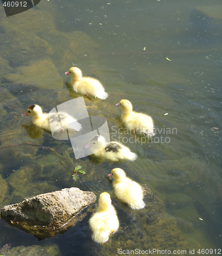 Image of baby ducks swimming on a lake