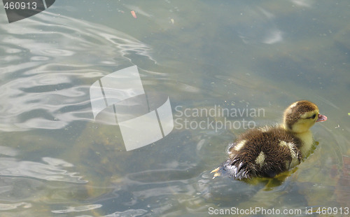 Image of baby duck swimming on a lake