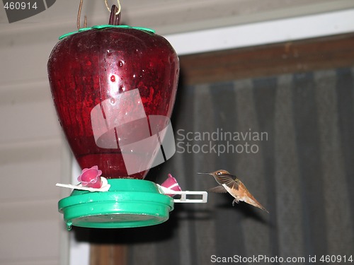 Image of hummingbird drinking out of a feeder