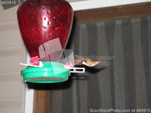Image of hummingbird drinking out of a feeder