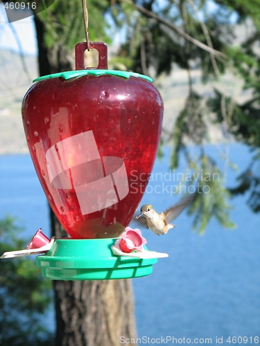 Image of hummingbird drinking out of a feeder