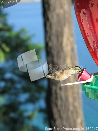 Image of hummingbird drinking out of a feeder