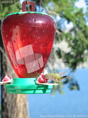 Image of hummingbird drinking out of a feeder