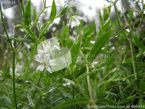 Image of Wildflower