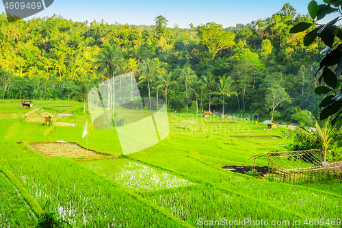 Image of Lush green rice field or paddy in Bali