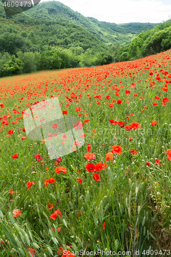 Image of poppy field