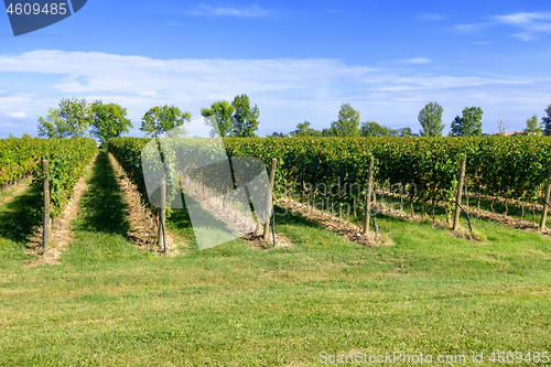 Image of typical vineyard in northern Italy Trentino