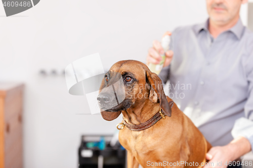 Image of Bavarian Welding Dog Grooming